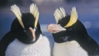 Giải mã tập tục ấp trứng kỳ lạ của chim cánh cụt mào dựng