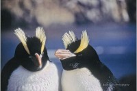 Giải mã tập tục ấp trứng kỳ lạ của chim cánh cụt mào dựng