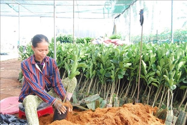 Ben Tre plans to develop district into nation’s epicentre for fruit seedlings