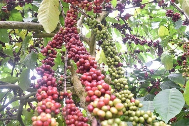 Vietnam becomes third largest coffee supplier to US