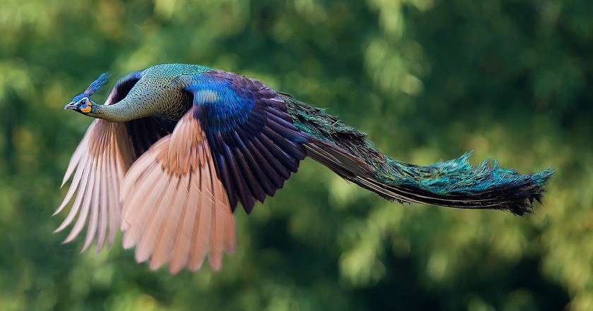 Những chú chim có bộ lông đẹp nhất thế giới - HỘI KỶ LỤC GIA VIỆT NAM - TỔ  CHỨC KỶ LỤC VIỆT NAM(VIETKINGS)
