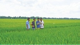 Vietnam-Japan joint venture to expand rice cultivation for exports to Europe