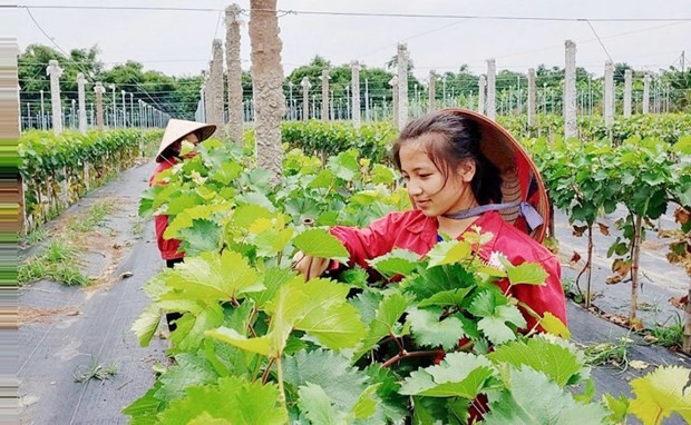 Hanoi focuses on developing hi-tech, organic agriculture in new strategy