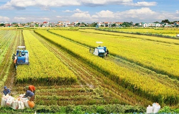 Australian, Vietnamese experts develop new rice variety to tackle climate change