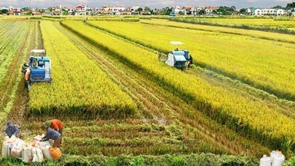 Australian, Vietnamese experts develop new rice variety to tackle climate change