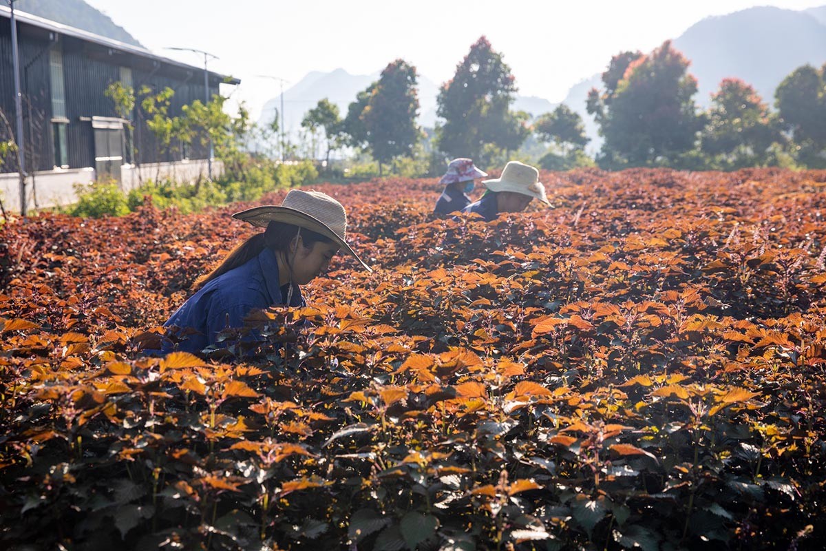 The ingredients of TH true HERBAL herbal tea are grown and harvested naturally in the forests of Muong Long - Nghe An.