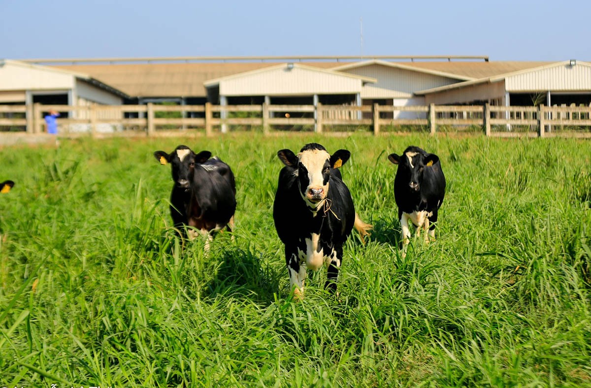 TH is the first farm in Vietnam to convert pastures and cows to stockbreeding to produce TH true MILK Organic according to European standards