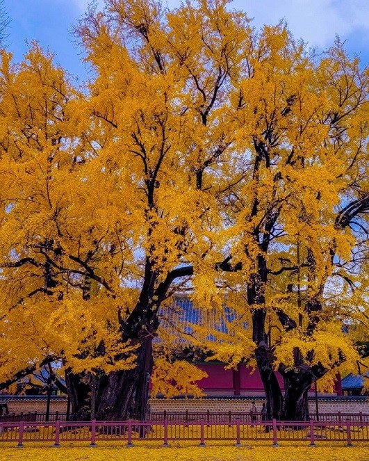 Hai cây ngân hạnh (bạch quả) đứng đối diện trong sân trước trường đại học Sungkyunkwan là một trong những điểm đến hút khách ở Seoul mỗi độ thu về. Cây sẽ ra lá xanh vào mùa xuân, tỏa bóng mát vào mùa hè và tầm tháng 10 bắt đầu chuyển màu vàng rực rỡ, trước khi rụng sạch vào mùa đông. Lúc này, lá cây tạo thành 'thảm vàng' rất đẹp. Ảnh: Instagram jun_may_30