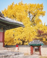 Hàn Quốc: Ngắm 2 cây ngân hạnh 600 tuổi vàng rực một góc trời khi Thu sang