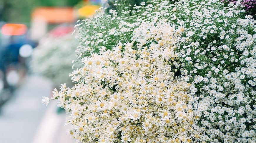 Daisies brighten up Hanoi’s streets