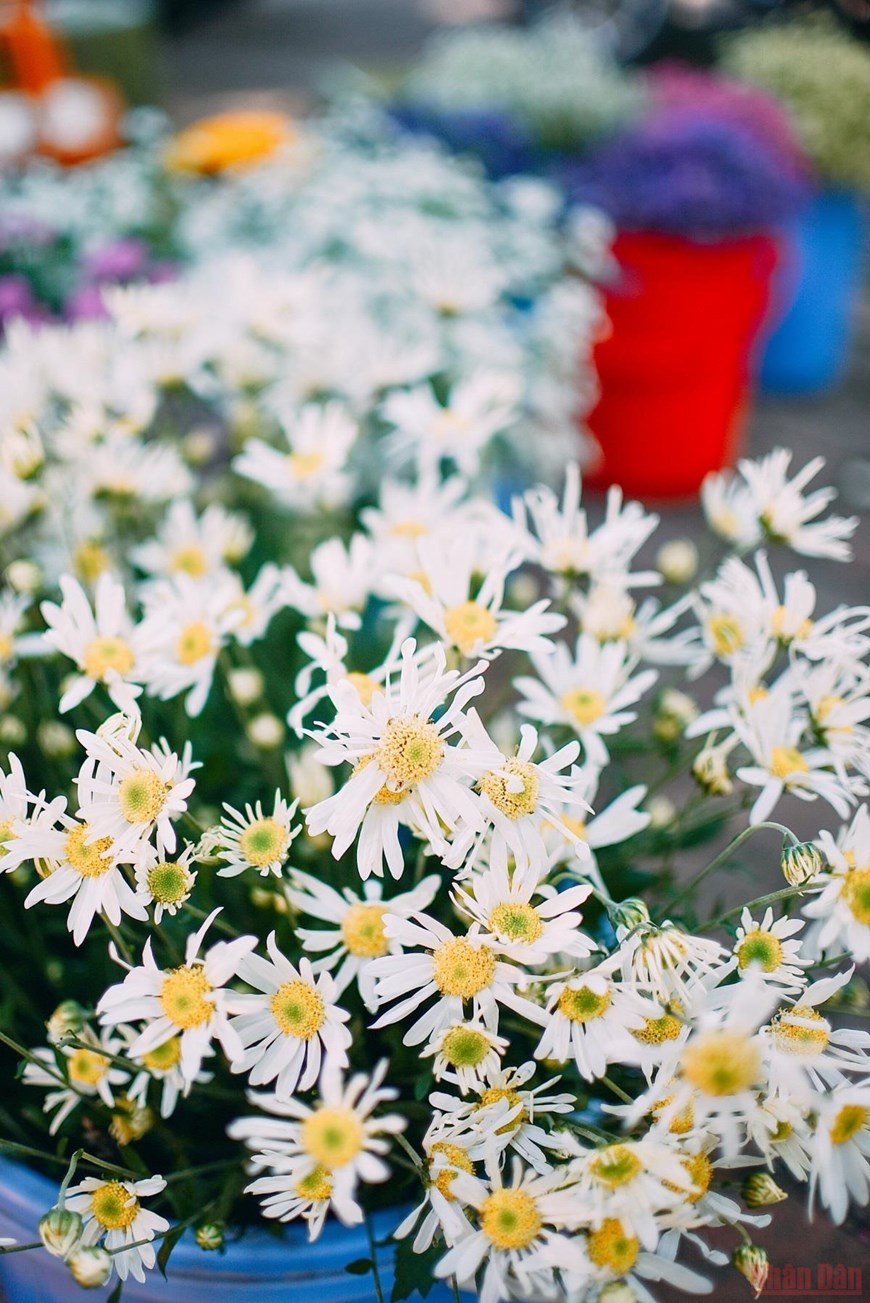 Daisies brighten up Hanoi’s streets