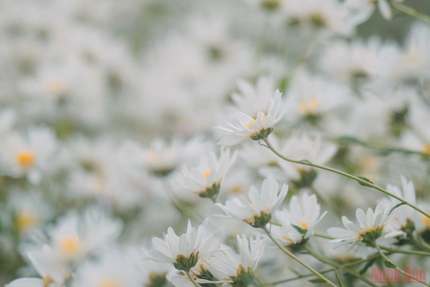 Daisies brighten up Hanoi’s streets