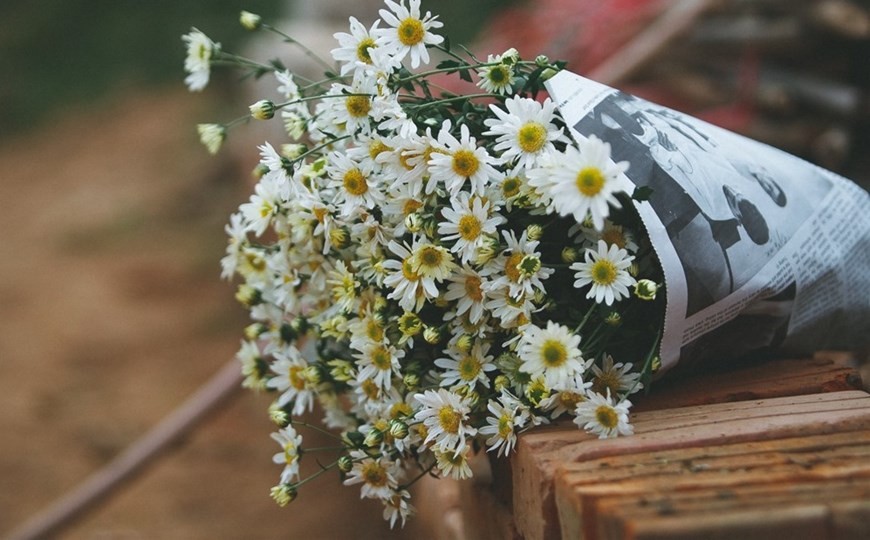 Daisies brighten up Hanoi’s streets