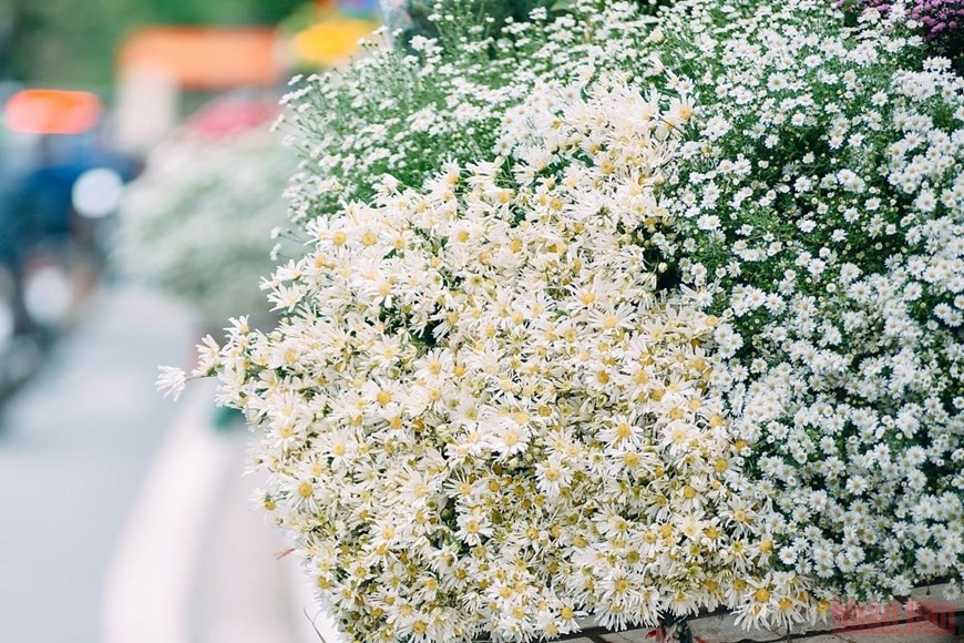 Daisies brighten up Hanoi’s streets