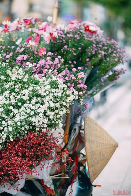 Daisies brighten up Hanoi’s streets