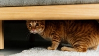 Vì sao loài mèo thích chui và ẩn nấp ở những không gian nhỏ hẹp?