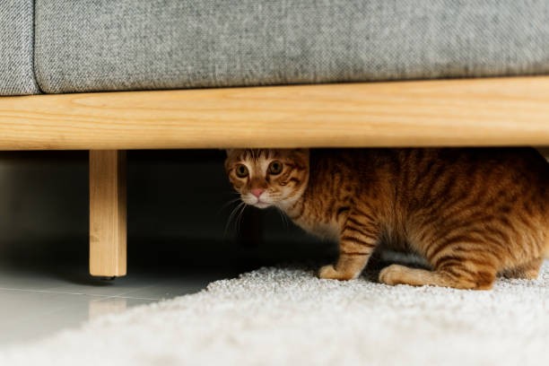 Nghiên cứu hiện tượng loài mèo thích chui và ẩn nấp ở những không gian nhỏ hẹp