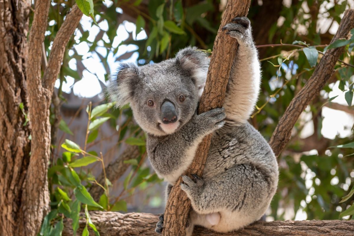Chính phủ Australia chính thức liệt kê koala là loài có nguy cơ tuyệt chủng ở bang New South Wales, Queensland và Vùng thủ đô Australia trong bối cảnh số lượng koala giảm nhanh chóng do ảnh hưởng của các hoạt động phát quang đất, cháy rừng, hạn hán và dịch bệnh. (Nguồn: Shutterstock)