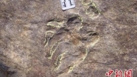 Trung Quốc phát hiện hơn 20 dấu chân hóa thạch của rùa từ đầu kỷ Phấn trắng