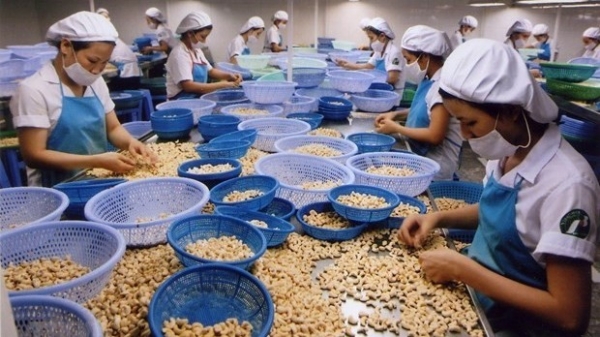 Vietnam, West Africa to boost investment cooperation in cashew industry