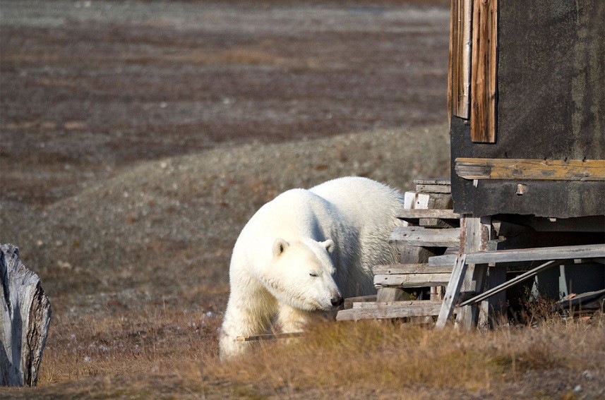 Các nhà bảo vệ môi trường cảnh báo rằng ngay cả một sự xáo trộn nhỏ của hệ sinh thái trên đảo cũng có thể đe dọa đến quần thể gấu Bắc Cực của nó.