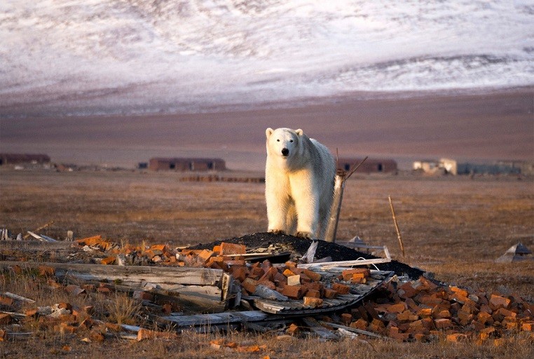 Đảo Wrangel là một trong những nơi tập trung gấu Bắc Cực lớn nhất thế giới. (Nguồn: The Moscow Times)