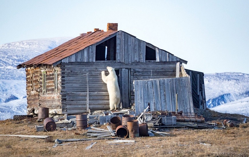 Gấu Bắc Cực thường được nhìn thấy đang điều tra những ngôi nhà bỏ hoang và các trạm thời tiết trên đảo.