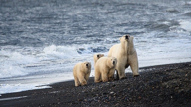 Có gì tại khu bảo tồn tự nhiên của Nga và 'nhà trẻ' cho gấu Bắc Cực?