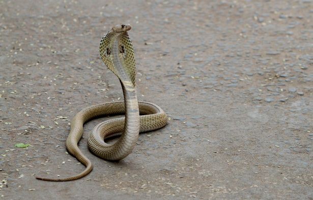 Cậu bé bị rắn hổ mang cắn nhưng không tiết nọc độc. (Ảnh minh họa. Nguồn: Getty Images))