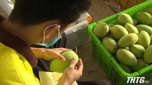 Tien Giang pushes granting of planting area codes to boost fruit export