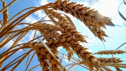 Thổ Nhĩ Kỳ: Thỏa thuận ngũ cốc khó bền vững nếu thiếu Nga