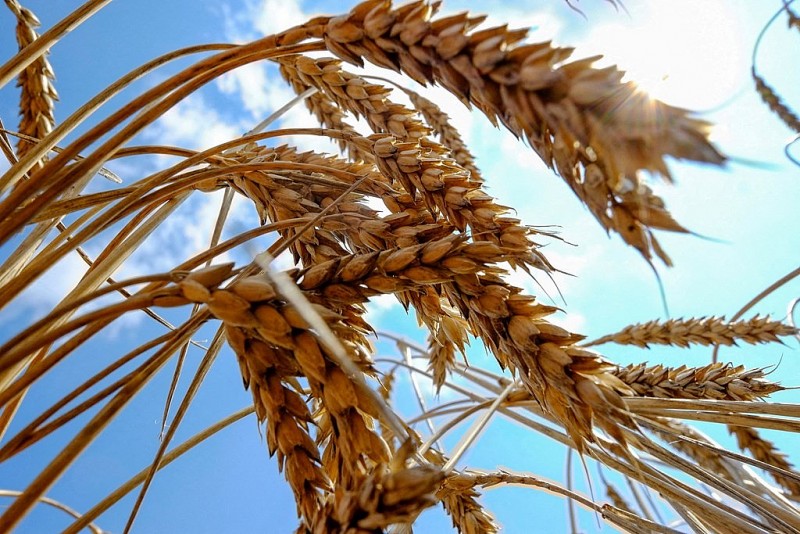 Xuất khẩu ngũ cốc của Ukraine giảm hơn 30%. (Nguồn: Reuters)