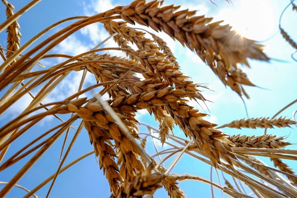 Thỏa thuận ngũ cốc: Ukraine