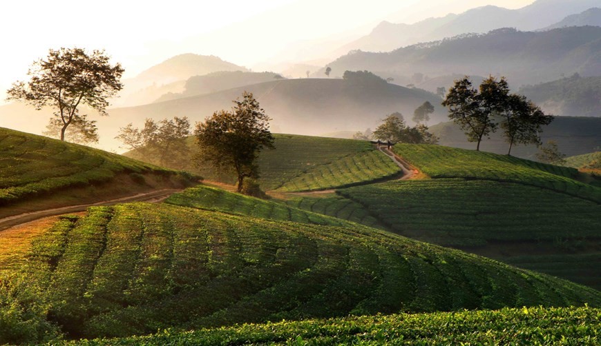Stunning sunrise over Long Coc tea hill