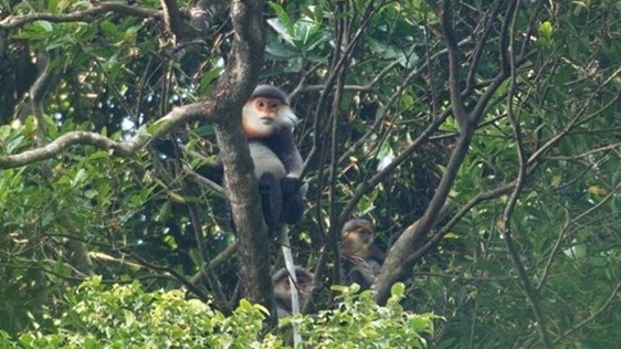 8th Asian Primate Symposium convenes in Hanoi to discuss primate conservation