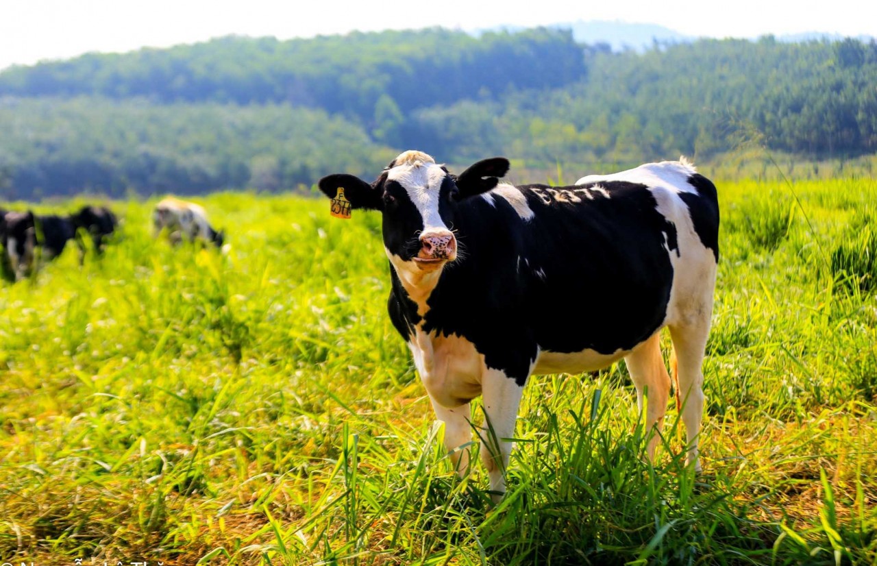 TH là trang trại đầu tiên tại Việt Nam thực hiện chuyển đổi đồng cỏ, đàn bò sang chăn nuôi organic (hữu cơ) để sản xuất sữa tươi organic.