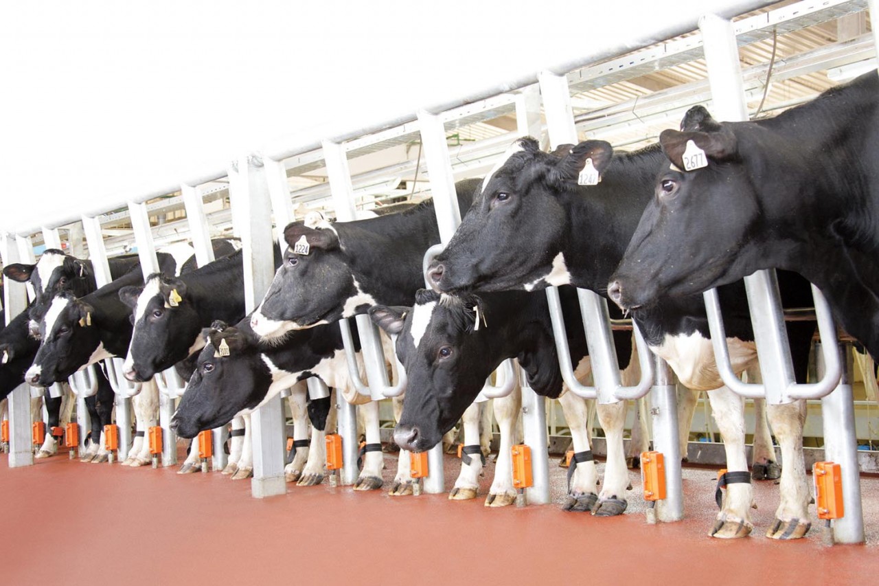 Đàn bò sữa TH được đeo chip để theo dõi toàn diện về sức khỏe, sản lượng sữa..