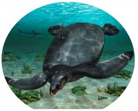 Tây Ban Nha phát hiện mẫu vật rùa cổ đại khổng lồ từ 66 triệu năm trước