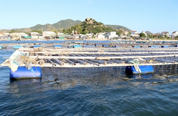 Ninh Thuan boosts development of marine aquaculture