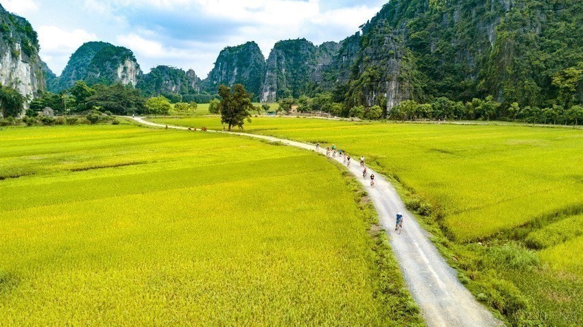 Foreign tourists take in the surroundings by bicycle and leisurely admire the ripening rice fields. (Photo: VNA) Foreign tourists take in the surroundings by bicycle and leisurely admire the ripening rice fields. (Photo: VNA)