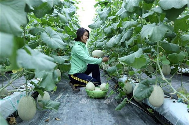 Bac Giang invests more in infrastructure for agricultural production