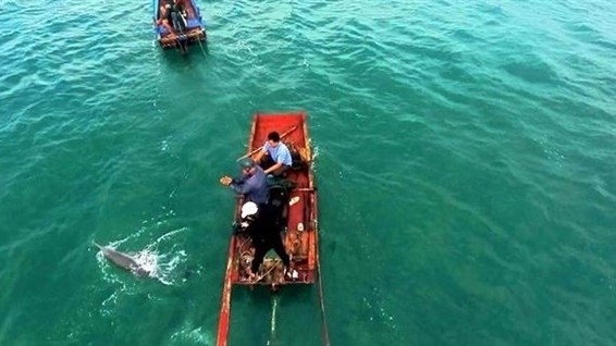 Quang Ninh: Stranded dolphin rescued in Co To Island