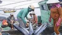 Xuất khẩu ngày 18-20/11: Bài toán IUU vẫn thách thức ngành thủy sản; giá trị rau quả Việt sang Trung Quốc tăng ấn tượng