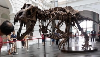 Hủy phiên đấu giá hóa thạch xương khủng long bạo chúa T-rex