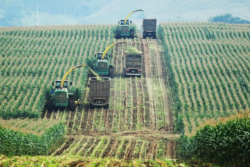 TH grows corn as dairy feed ingredients in large fields that are automatically irrigated and harvested by high-tech, high-yield machinery.