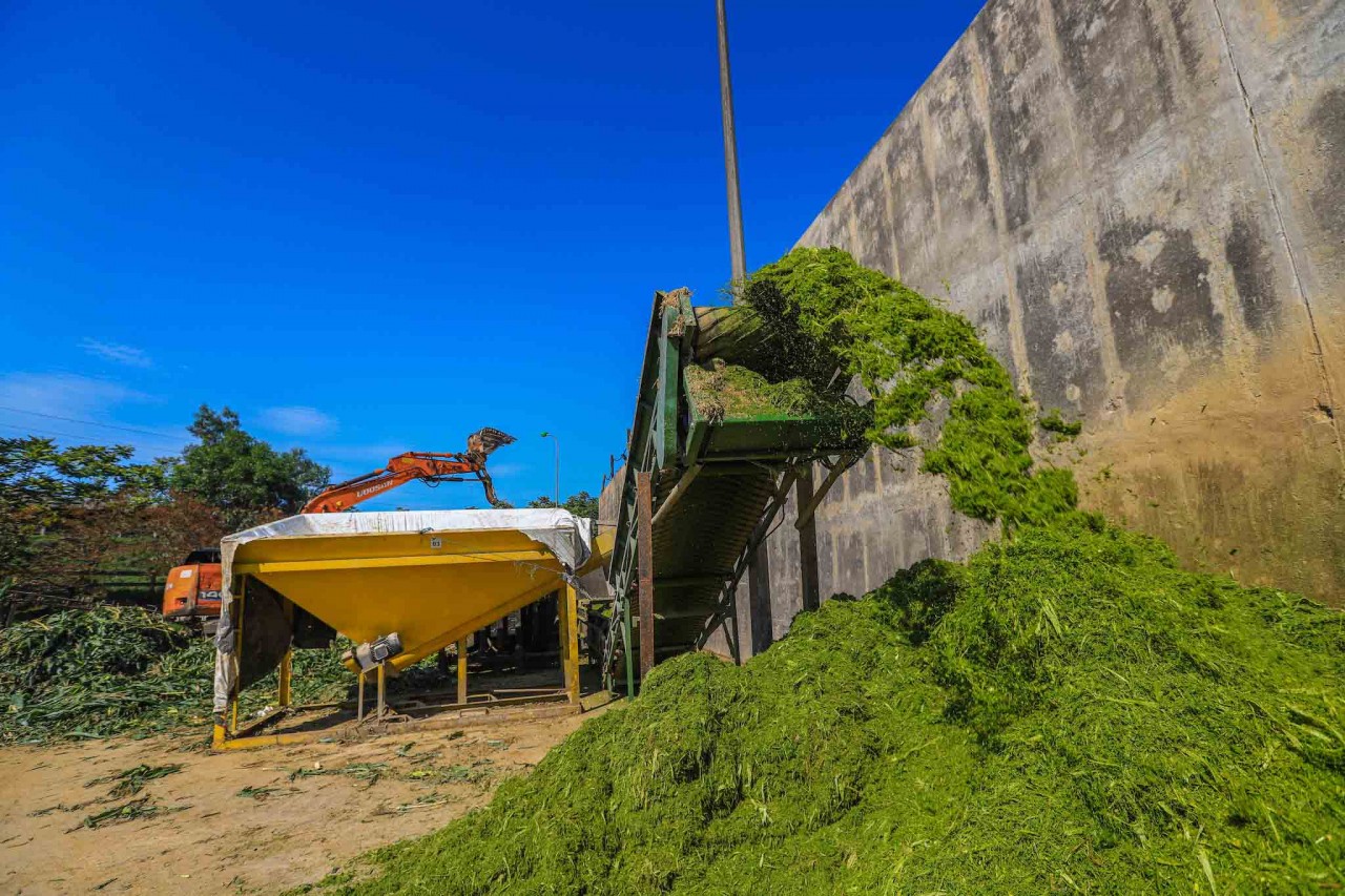 Corn is cut and crushed before being put into silage.