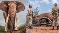 Kenya: Chú voi có đôi ngà khổng lồ đã qua đời ở tuổi 53