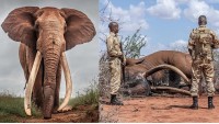 Kenya: Chú voi có đôi ngà khổng lồ đã qua đời ở tuổi 53