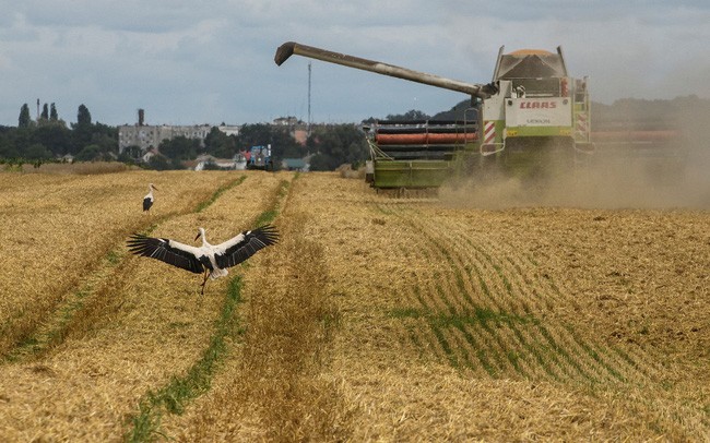 Italy đóng góp thêm 2 triệu euro cho sáng kiến xuất khẩu ngũ cốc của Ukraine