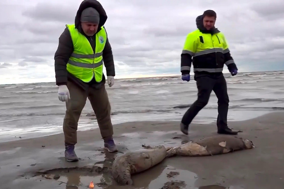 Nga: Chưa rõ nguyên nhân 2.500 con hải cẩu chết hàng loạt
